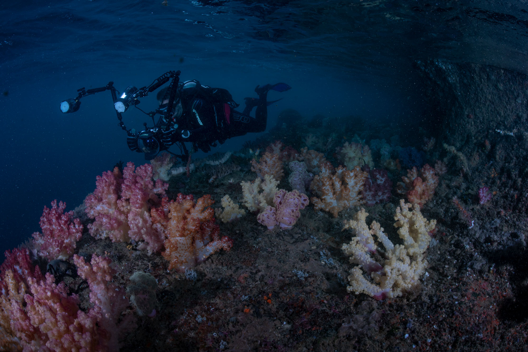 softcoral diver
